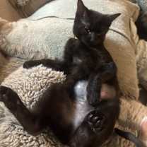 Thumbnail photo of Mentos #2