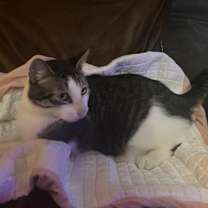 Thumbnail photo of McGuire #2