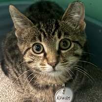 Thumbnail photo of Rowan 80C25 #3