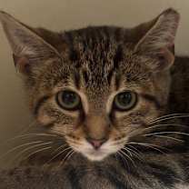 Thumbnail photo of Guinevere 82C25 #3