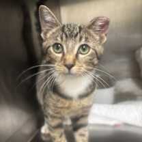 Thumbnail photo of Isolde 86C25 #3