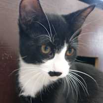 Thumbnail photo of Uno (+Joey) #1