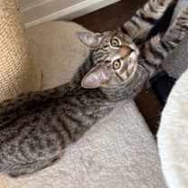 Thumbnail photo of Rhubarb (+Ocelot) #3