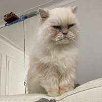 Thumbnail photo of Romeo #2