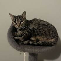 Thumbnail photo of C297 Litter Bella #3