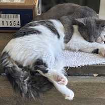 Thumbnail photo of Prince Charming (Napa GD) #4