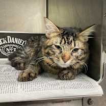 Thumbnail photo of Jumper #2