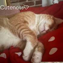 Thumbnail photo of Ginger #2