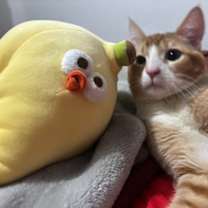 Thumbnail photo of Ginger #3