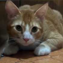 Thumbnail photo of Ginger #4