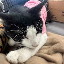 Thumbnail photo of Lorkan #1