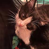 Thumbnail photo of Lorkan #2