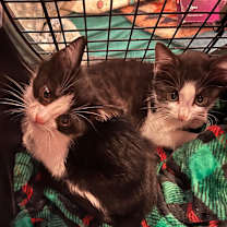 Thumbnail photo of Lorkan #3