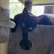 Thumbnail photo of Pudding #1