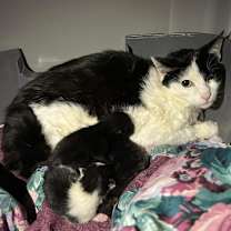 Thumbnail photo of Pudding #2