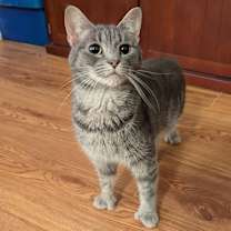 Thumbnail photo of Tiny Toe Kitty ("Windy") #1