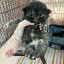 Thumbnail photo of Lotus #4