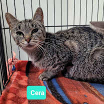 Thumbnail photo of Cera #1