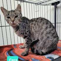 Thumbnail photo of Cera #2