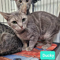 Thumbnail photo of Ducky #1