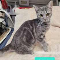 Thumbnail photo of Little Foot #1