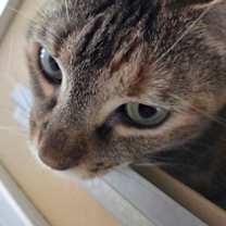 Thumbnail photo of Mochi #3