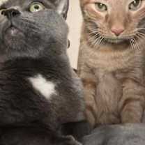 Thumbnail photo of Travis * Bonded with Randy * F #2