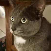 Thumbnail photo of Travis * Bonded with Randy * F #3