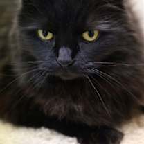 Thumbnail photo of Biscuit RM #1