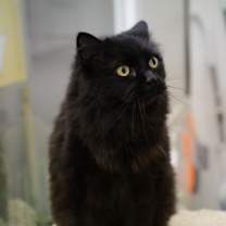 Thumbnail photo of Biscuit RM #2