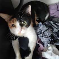 Thumbnail photo of Ruby #2