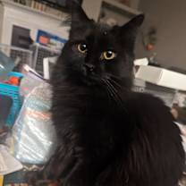 Thumbnail photo of Stormi #1