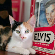 Thumbnail photo of Hannah Montana #1