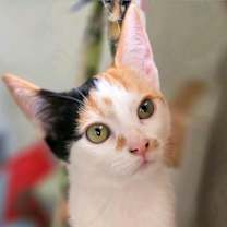 Thumbnail photo of Hannah Montana #2