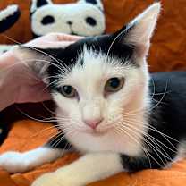 Thumbnail photo of Beanie Baby #1