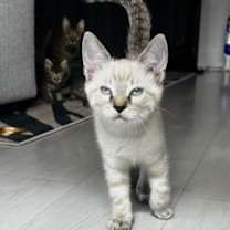 Thumbnail photo of Coconut #3