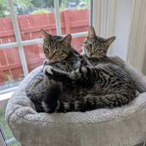 Thumbnail photo of Rose & Flora #1