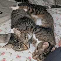 Thumbnail photo of Rose & Flora #2