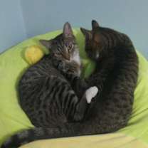 Thumbnail photo of Rose & Flora #3