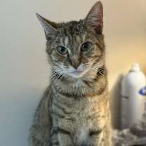 Thumbnail photo of Luna #2