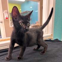 Thumbnail photo of Chowder #4