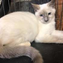 Thumbnail photo of Zilla #3