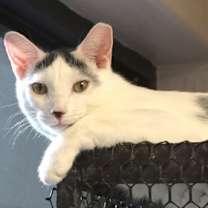 Thumbnail photo of Shurrbert #1