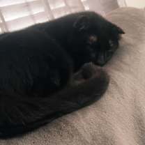 Thumbnail photo of Leo #1