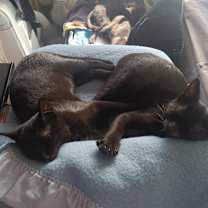 Thumbnail photo of SPIDEY #4