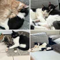 Thumbnail photo of Sally and Ruby #4