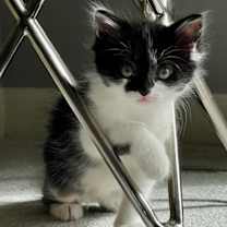 Thumbnail photo of Muu muu #2