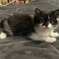 Thumbnail photo of Muu muu #3