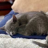 Thumbnail photo of Polo #2