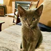 Thumbnail photo of Polo #3